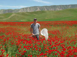 Photo of a man holding an insect net in a red flowers field