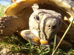 Photo of a turtle rescued by us
